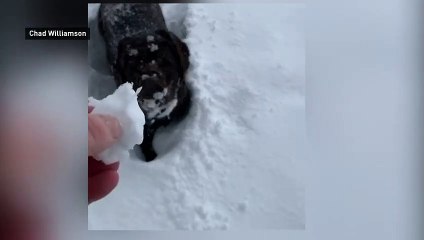 Adorable! Black dog vanishes in white snow