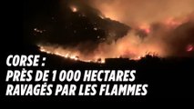 Corse : près de 1000 hectares ravagés par les flammes