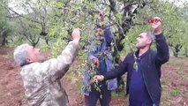 Muğla Datça'da Erkenci Ağaçlarda Çağla Badem Hasadı Başladı