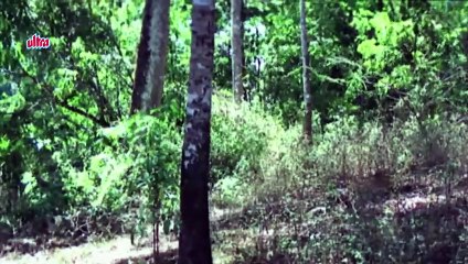 Tarzan and Kirti Singh, Jungle Love, Romantic Scene - 1-11