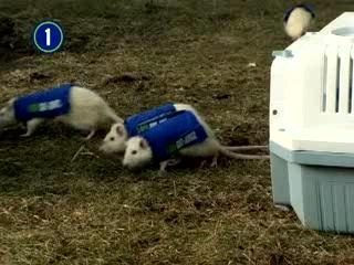 How It Works 1-800-Got-Junk