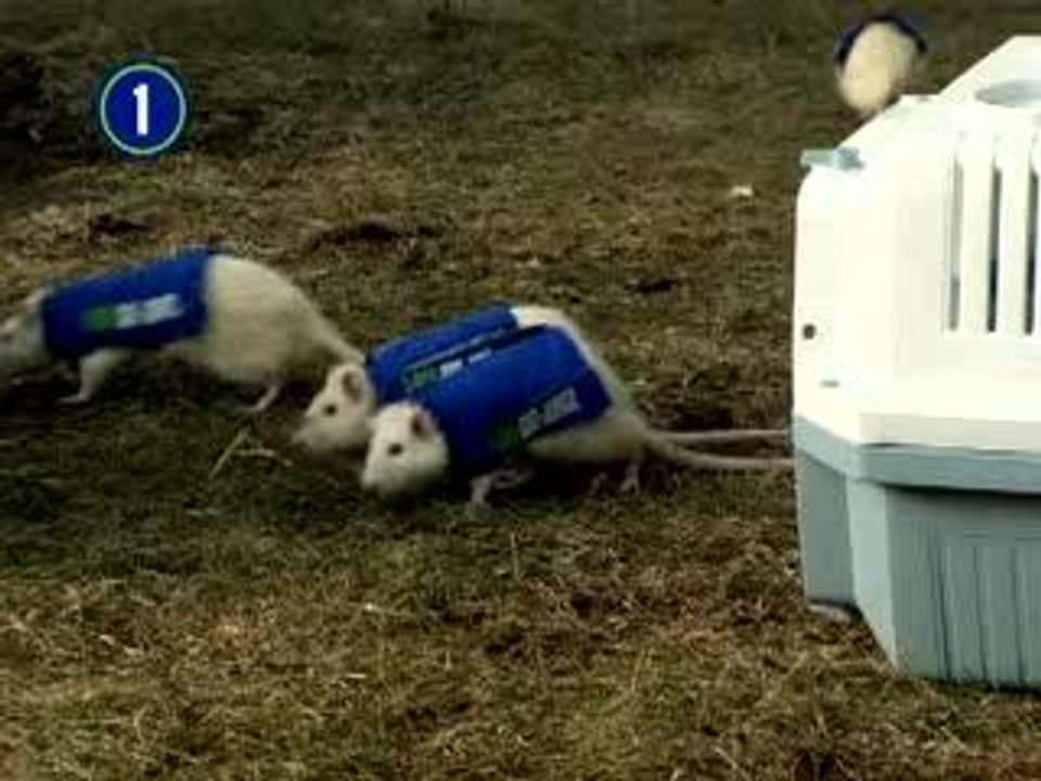 How It Works 1-800-Got-Junk