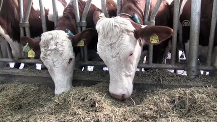 Devlet desteğiyle tesis kurdu günlük 5 ton süt üretiyor - ORDU