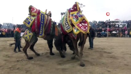 Manisa’da kıran kırana geçen deve güreşi havadan görüntülendi