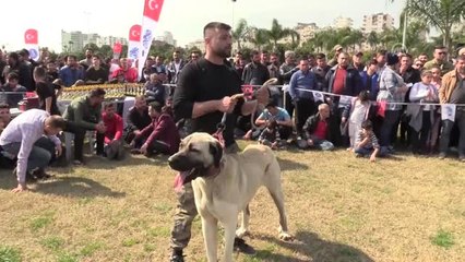 Milli Takıma Seçilecek Yerli Irk Köpekler İçin Yarışma