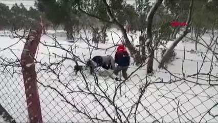 Balıkesir Marmara Adası'nda Kar Yağışı Etkili Oldu