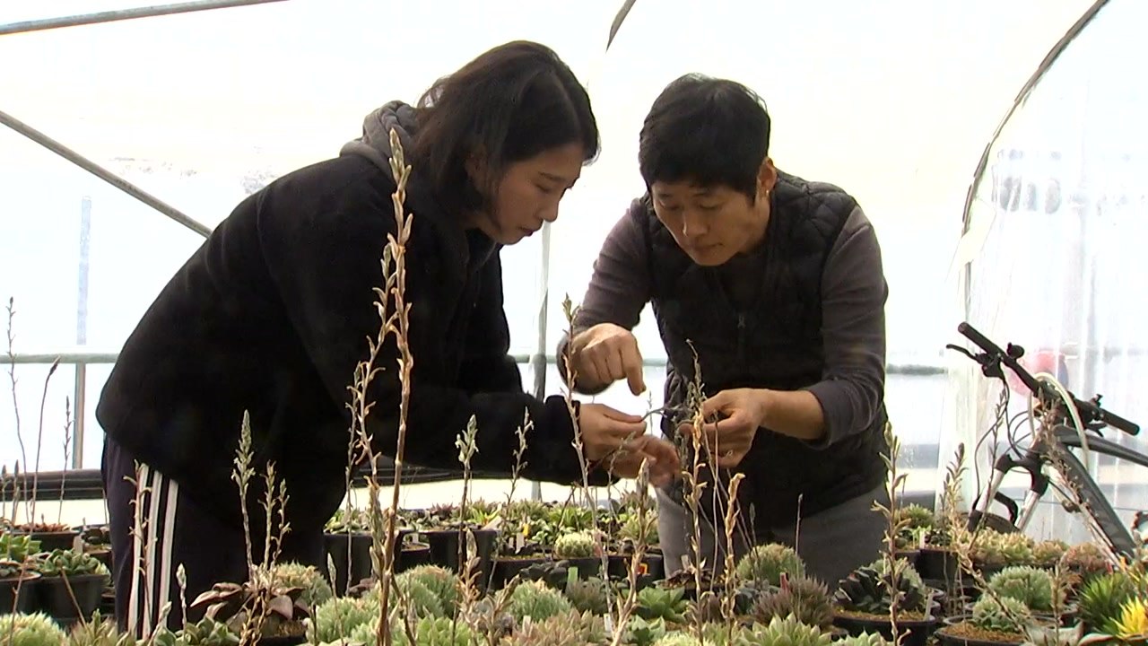 청년 농부가 미래다...'다육이' 아가씨 / YTN