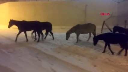 İstanbul- Arnavutköy'de Başıboş Atlar Kar Altında Sığınacak Yer Aradı