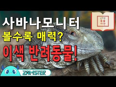 볼수록 매력! 사바나 모니터! [신비한 동물사전 7회] #잼스터