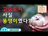 졸귀 고슴도치, 사실은 똥쟁이? [신비한 동물사전 1회] #잼스터