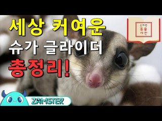 슈가 글라이더! 국내에 병원 없다?! [신비한 동물사전 5회] #잼스터