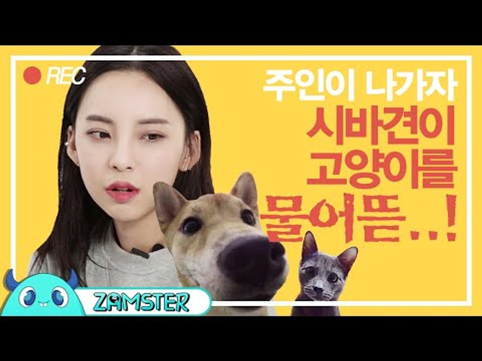 주인 없는 사이 벌어지는 댕댕이들의 대환장파티 현장 (ft.고양이) [마이펫의 은밀한...