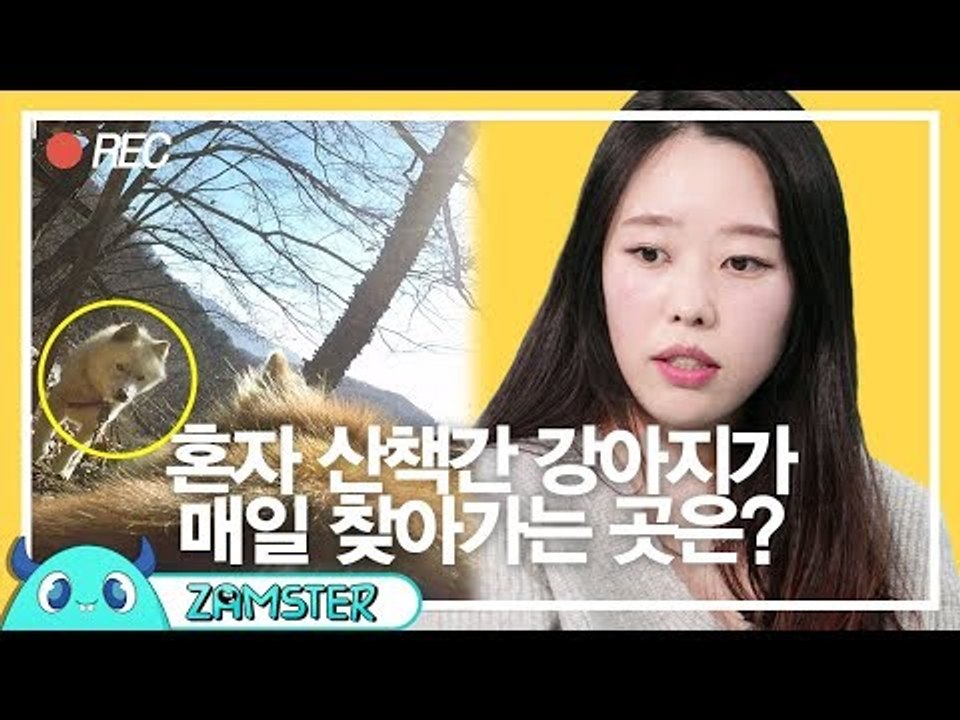 [감동] 시골 강아지에게 카메라를 달아봤더니? 놀라운 일이! [마이펫의 은밀한 사생활...