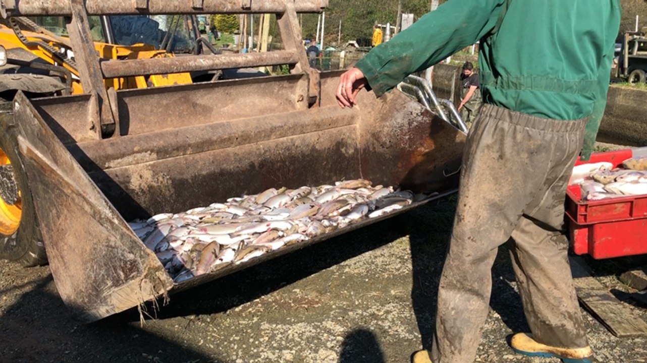 Lesneven. Tuées par une pollution, les truites d'un élevage sont retirées des bassins