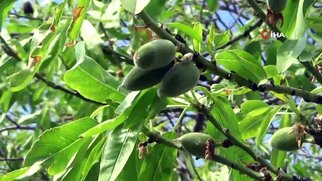 Yılın İlk Hasadı Çağlalar 100 Liradan Alıcı Buluyor