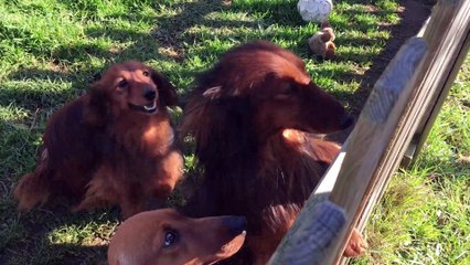 Yago, teckel à poils longs de Machecoul part au Salon de l'agriculture