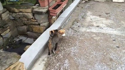 Ce chat est un voleur de peluche... Adorable