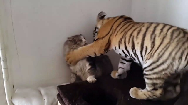 Un bébé tigre joue avec un chat... Amitié adorable et petits coups de griffe