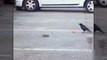 Ce corbeau partage son repas avec une souris