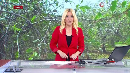 Yılın İlk Çağla Hasadı Başladı