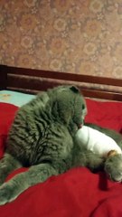 Confused Kitty Wakes from Anesthesia