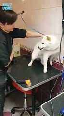 sinirli köpeği severek sakinleştiren veteriner