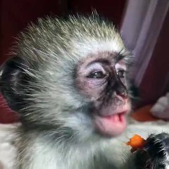 Blind Orphan Monkey Thoroughly Enjoying a Carrot