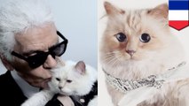 Kucing milik Karl Lagerfeld adalah calon kucing terkaya di dunia - TomoNews