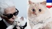 Kucing milik Karl Lagerfeld adalah calon kucing terkaya di dunia - TomoNews