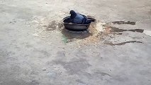 A Pigeons is taking bath.Un pigeons prend son bain.