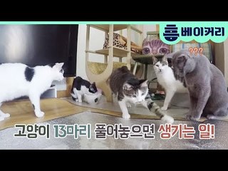 이 영상에 고양이 13마리 나옴 - 집사인 게 자랑3 1회 비하인드