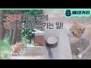 고양이 가는 길에 캔을 놓으면 일어나는 일! - 집사인 게 자랑3 3회 비하인드