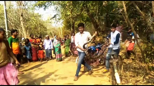 Deadly 16-foot king cobra captured in India after it tried to enter a home