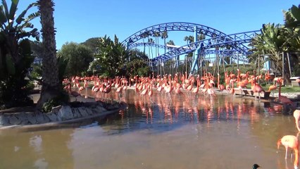 0012 - Diving Into Sea World San Diego R3