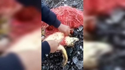 Il libère une tortue prisonnière d'un filet à la plage