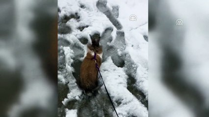 Evcil tavşanın kar sevinci - İSTANBUL