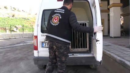 Cilvegözü'nün 'dedektör köpekleri' kuş uçurtmuyor - HATAY