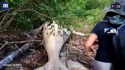 Une baleine à bosse de 11 mètres de long a été retrouvée morte en Amazonie
