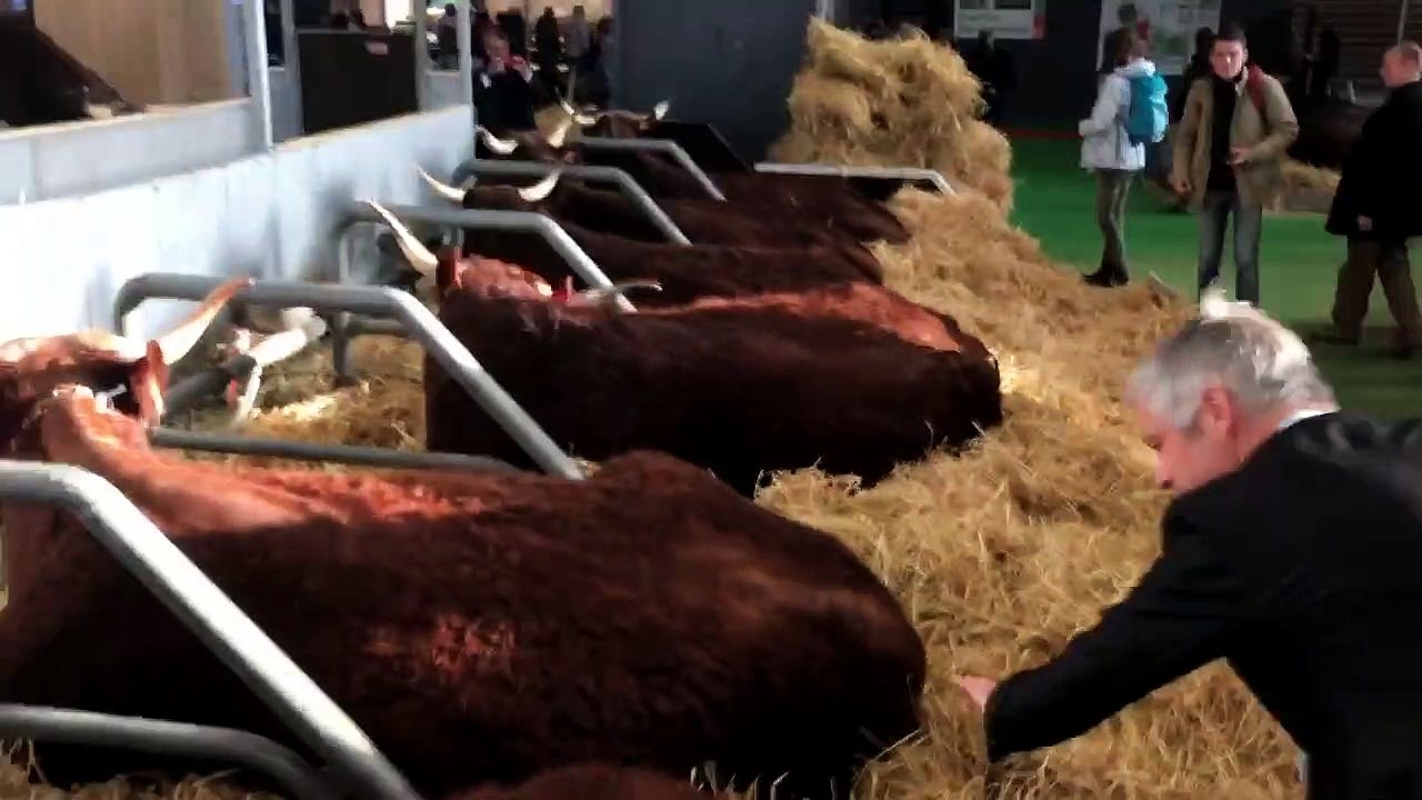 Quand Laurent Wauquiez tâte le cul des vaches - Salon de l'agriculture