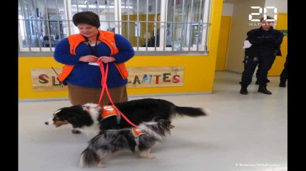 Des chiens pour soulager les détenues à Nantes