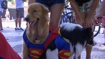 Samba auf vier Pfoten: Karneval der Hunde