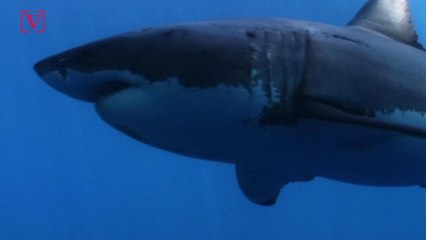 'Mutating' Great White Sharks Could Help Fight Cancer in Humans New Study Shows