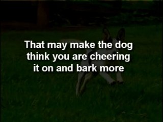 Dog Training Barking