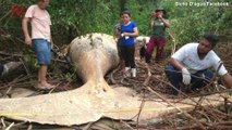 Biologists Are Baffled As To How A Humpback Whale Ended Up In The Amazon Jungle