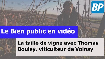 La taille de vigne bat son plein à Volnay