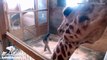 Stall cleaning time. for April the Giraffe
