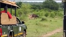 Búfalo ataca Leão SEVERAMENTE