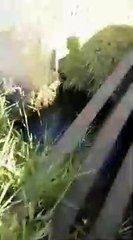 Cobra sucuri na ponte do panema