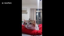 Bad-tempered cat meows to complain about being kissed by owner