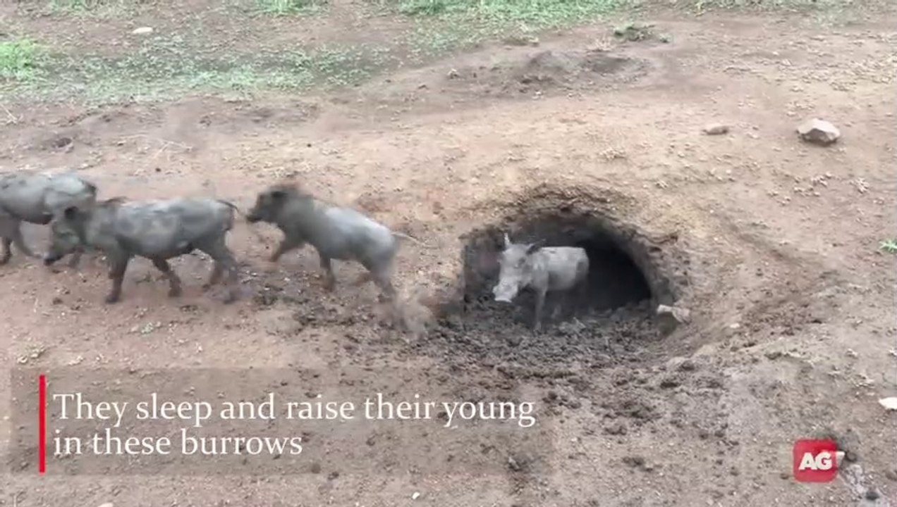 Warthogs galore